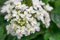 Oakleaf Hydrangea quercifolia Lady Anne semi-double white flowers with green eye